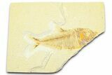Bargain, Fossil Fish (Diplomystus) - Wyoming #372315-1